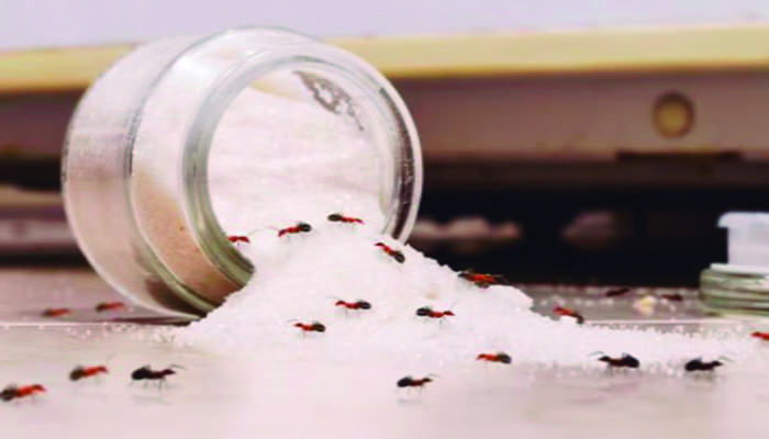 Cómo fumigar hormigas en jardín y cocina