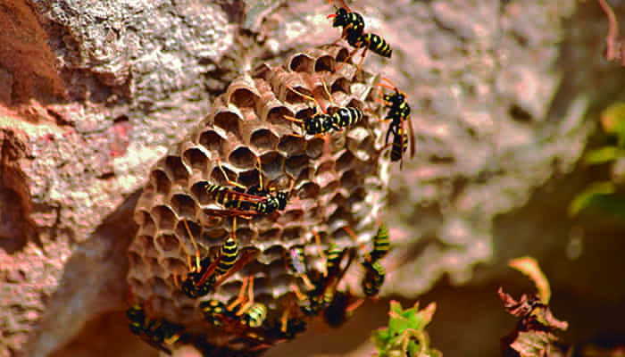 Control de avispas y abejas